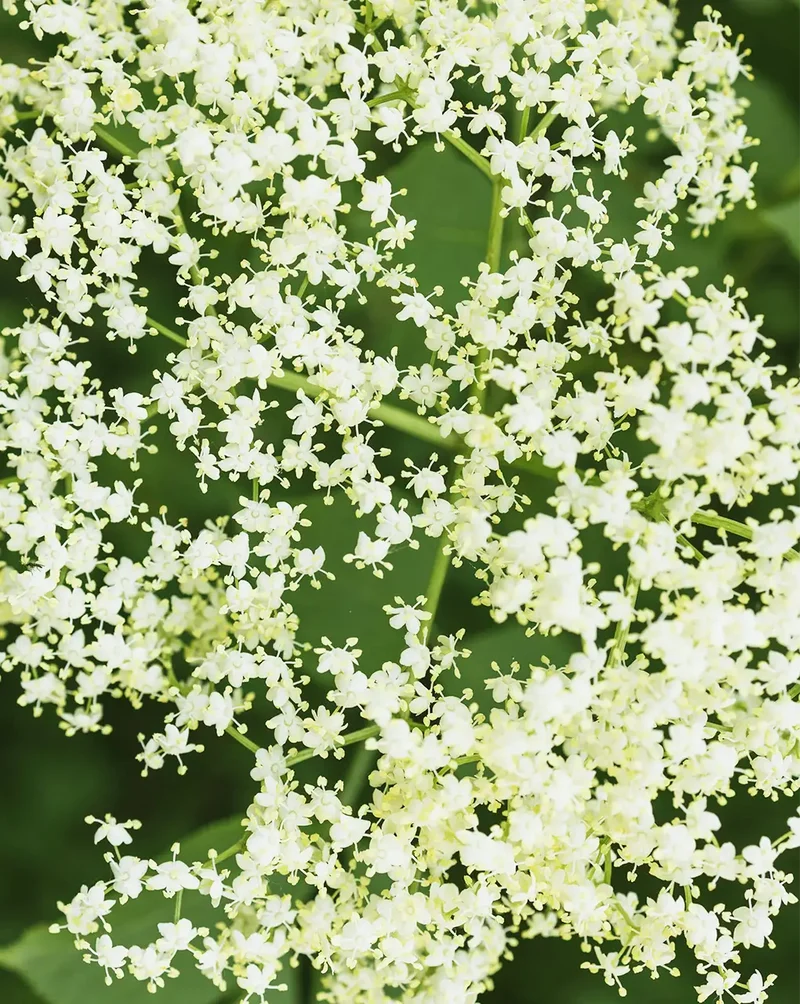 FOCUS | APFEL & HOLUNDERBLÜTE