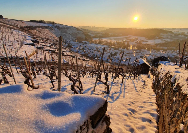 Wein & Dezemberlaune | Weinberg-Tour mit Gerlinde | 06.12.2026