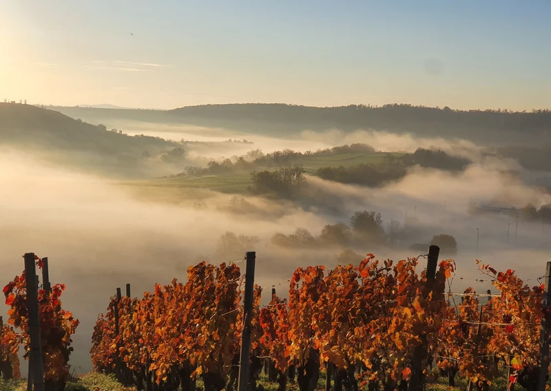 Wein & Zukunft | Weinberg-Tour mit Maeggi | 15.11.2026