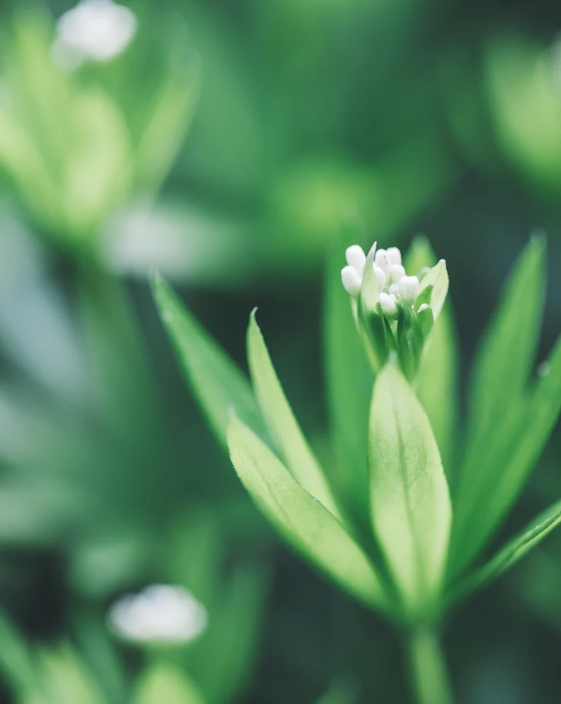 WALDMEISTER