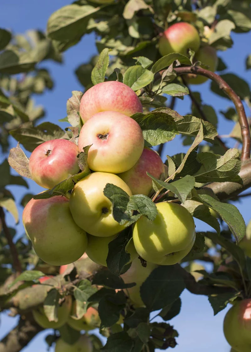 BioEss Apfelessig Kanister naturtrüb vegan