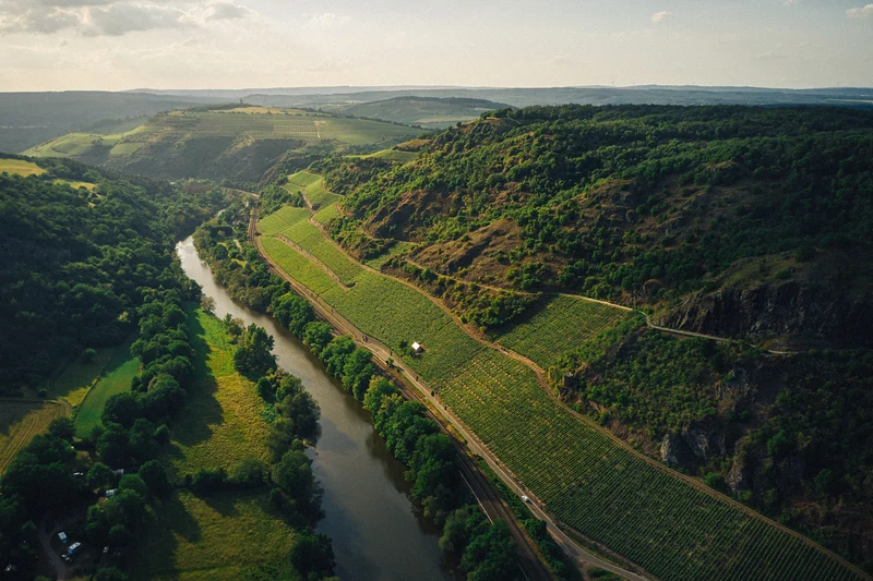 SCHLOSSBÖCKELHEIMER FELSENBERG Riesling trocken
