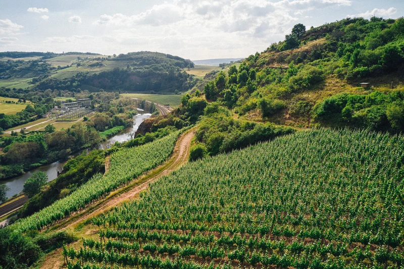 NORHEIMER DELLCHEN Riesling trocken